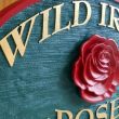 Wild Irish Rose: West Henrietta, NY